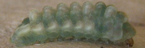 Megisba strongyle nigra - Final Larvae
